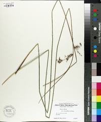 Juncus effusus var. solutus image