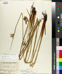 Juncus effusus var. solutus image