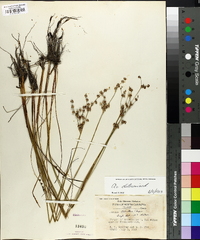 Juncus elliottii image