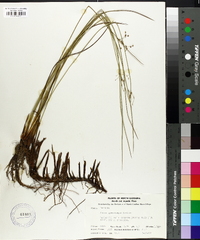 Juncus gymnocarpus image