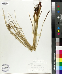 Juncus gymnocarpus image