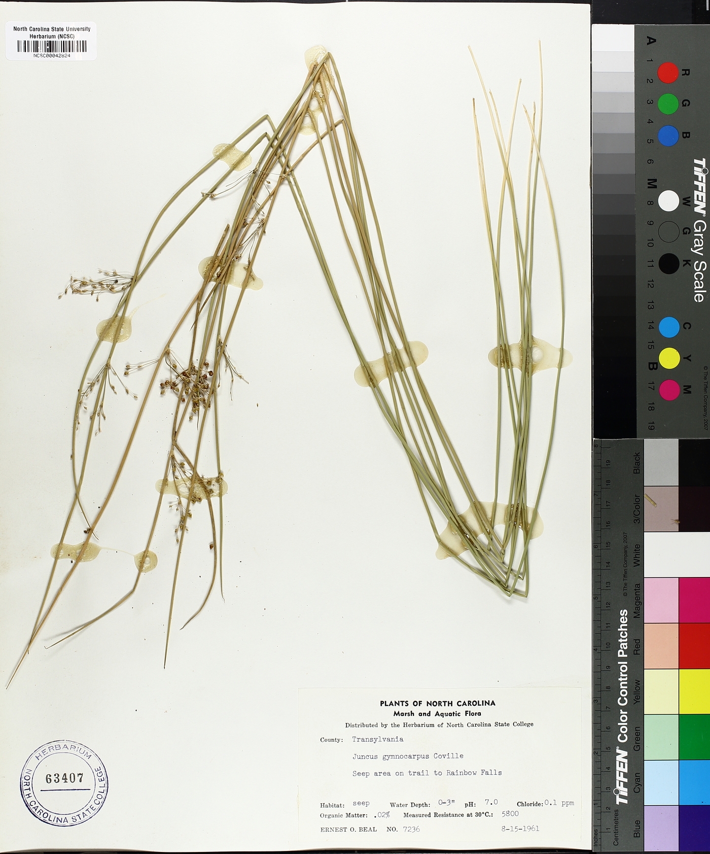 Juncus gymnocarpus image