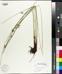 Juncus gymnocarpus image