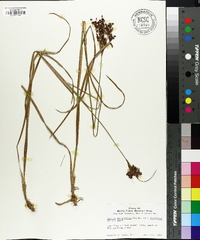 Juncus marginatus var. biflorus image