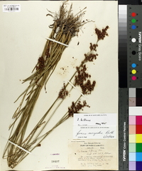 Juncus biflorus image