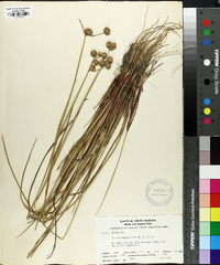 Juncus megacephalus image