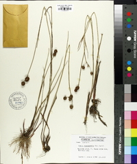 Juncus megacephalus image