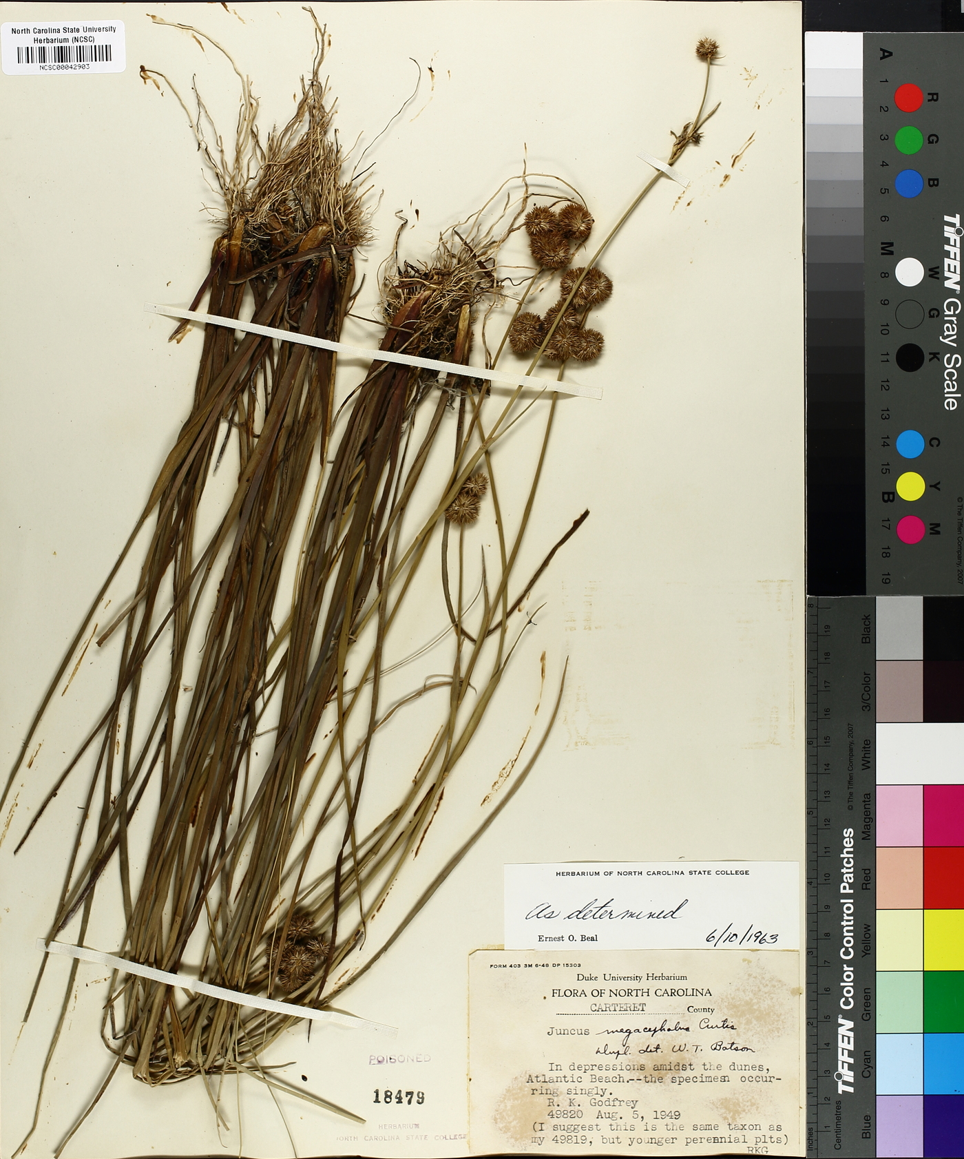 Juncus megacephalus image