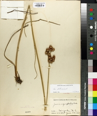 Juncus megacephalus image