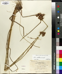 Juncus megacephalus image