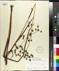 Juncus polycephalus image