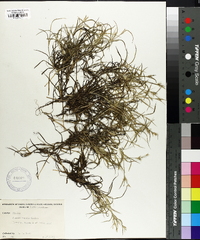 Juncus repens image