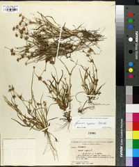 Juncus repens image