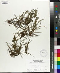 Juncus repens image