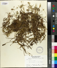 Juncus repens image