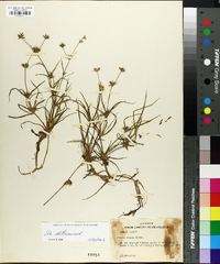 Juncus repens image