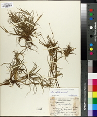 Juncus repens image