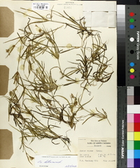 Juncus repens image