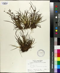 Juncus repens image