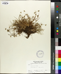 Juncus repens image