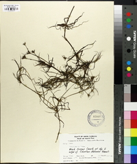 Juncus repens image