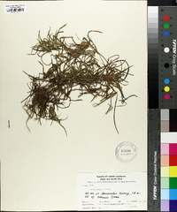 Juncus repens image