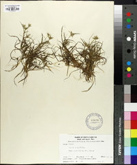 Juncus repens image