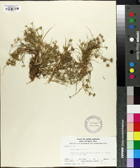 Juncus repens image