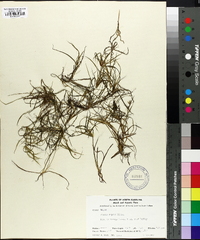 Juncus repens image