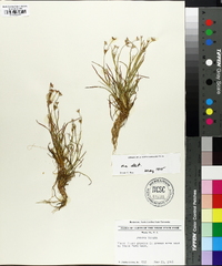 Juncus repens image