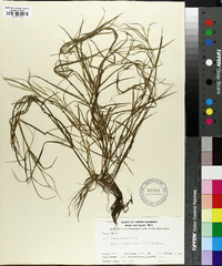 Juncus repens image