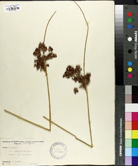 Juncus roemerianus image