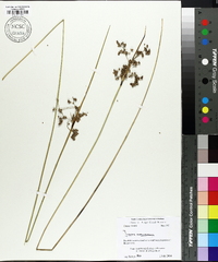 Juncus roemerianus image