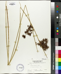 Juncus roemerianus image