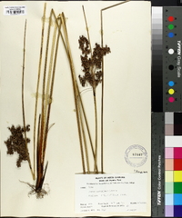 Juncus roemerianus image