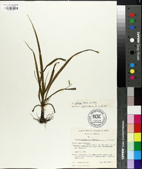 Hypoxis leptocarpa image