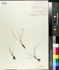 Hypoxis sessilis image