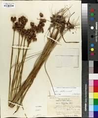 Juncus scirpoides image