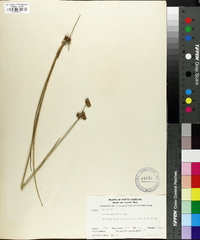 Juncus scirpoides image