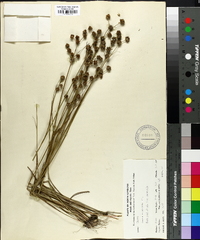 Juncus scirpoides image