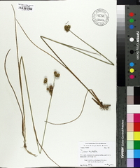 Juncus scirpoides image