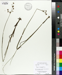 Juncus scirpoides image