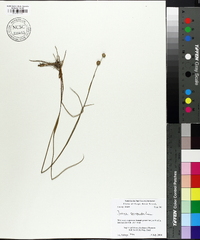 Juncus scirpoides image