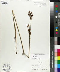 Juncus scirpoides image