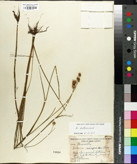 Juncus scirpoides image