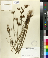 Juncus scirpoides image