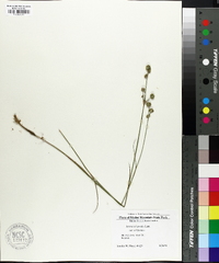 Juncus scirpoides var. scirpoides image