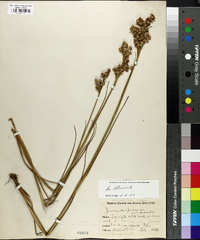 Juncus scirpoides image