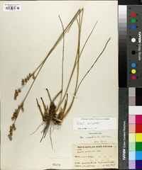 Juncus scirpoides image