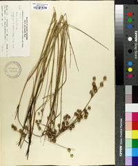 Juncus scirpoides image